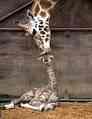 giraffa, bacio, testa, mamma, figlio, succhiotto
