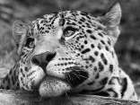 leopardi, bianco nero, foto, emozione, animali, felini, sguardi