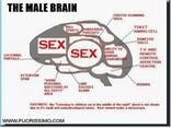 sesso, cervello, maschile, divertente, spiritosa