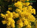 festa della donna, mimose, festa della donna, donne, auguri