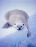 orso, ghiaccio, orso polare, neve, scivolate