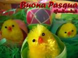 cartoline pulcini di pasqua, rinascita, uova, tradizione, passione