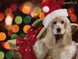 cartoline regali di natale, donami un cucciolo, cane, cesto natalizio, cartolina di natale