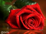 rose, pianto, amore, gocce