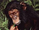 scimpanze, ominidi, pasto, foglie, arbusto, grandi, orecchie