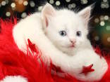 auguri, natalizio, gattino, micio, cappello, festivita