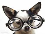 cane, occhiali, montatura, lenti, vista, controllare, sguardo